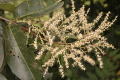 Terminalia paniculata